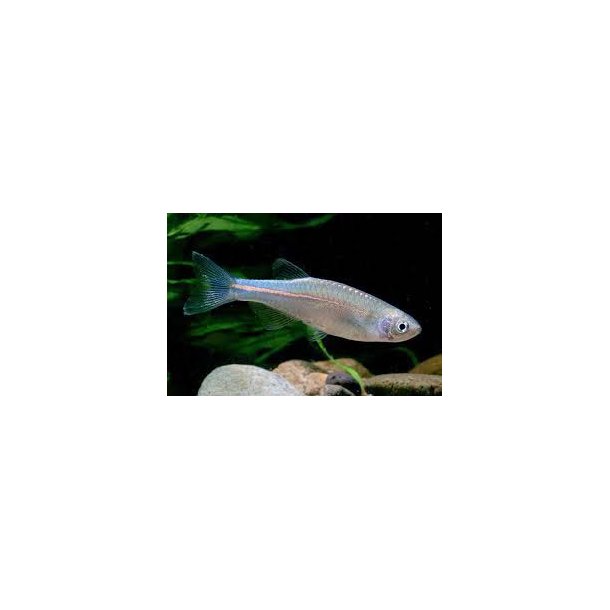 Danio albolineatus  Bl Danio