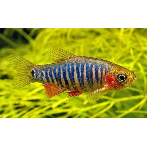 Microrasbora erythromicron