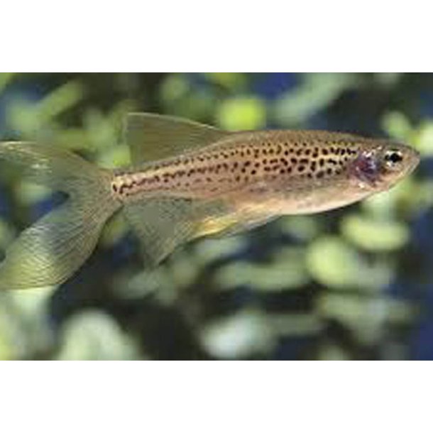 Danio frankei  Leopard danio slr