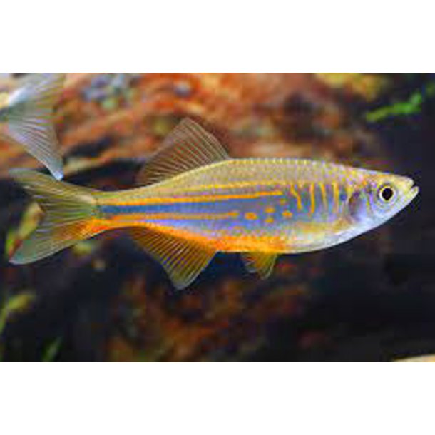 Danio malabaricus Kmpe danio