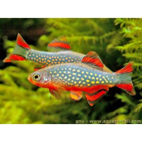 Danio margaritatus - Galaxy rasbora