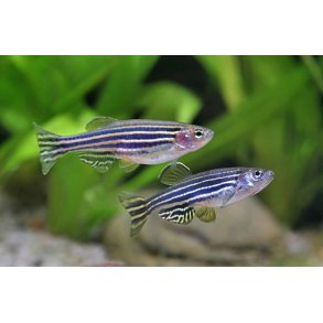 Danio rerio - Zebrafisk