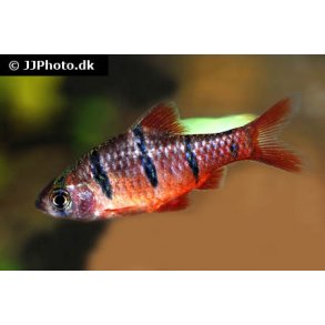 Desmopuntius pentazona - Fembndsbarbe.