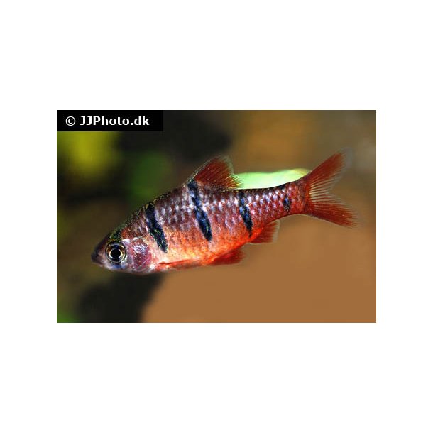 Desmopuntius pentazona - Fembndsbarbe.