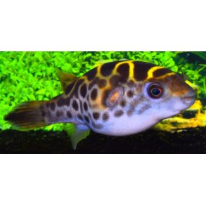 Dichotomyctere fluviatilis - Grn kuglefisk. XL