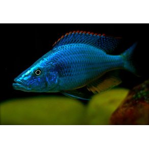 Dimidiochromis compressiceps. Parpris