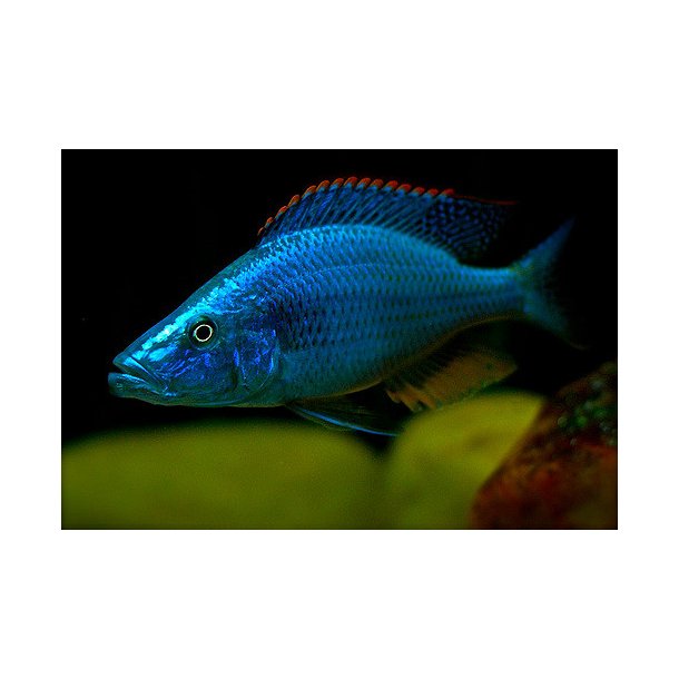 Dimidiochromis compressiceps. Parpris