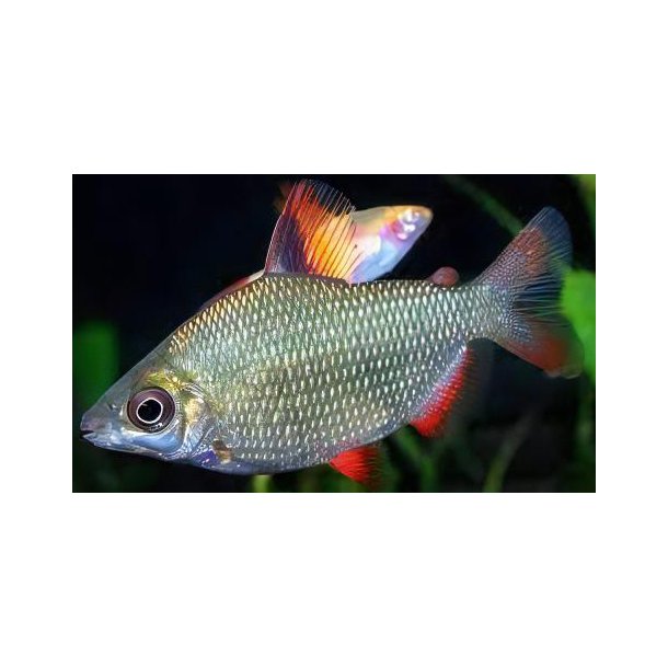 Distichodus sp black &amp; red