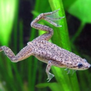 Hymenochirus boettgeri Dv�rg sporefr�
