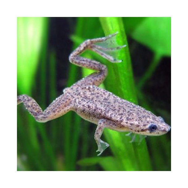 Hymenochirus boettgeri Dv�rg sporefr�