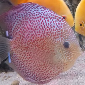 Symphysodon spec. Face spotted Eruoption 14 cm.