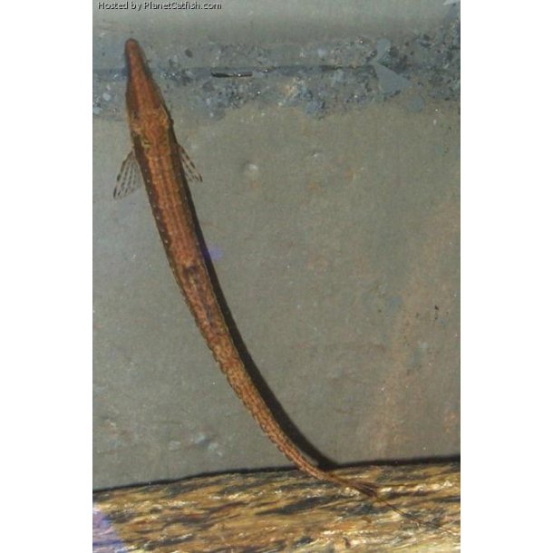 Farlowella acus/gracillis