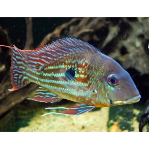 Geophagus winemilleri