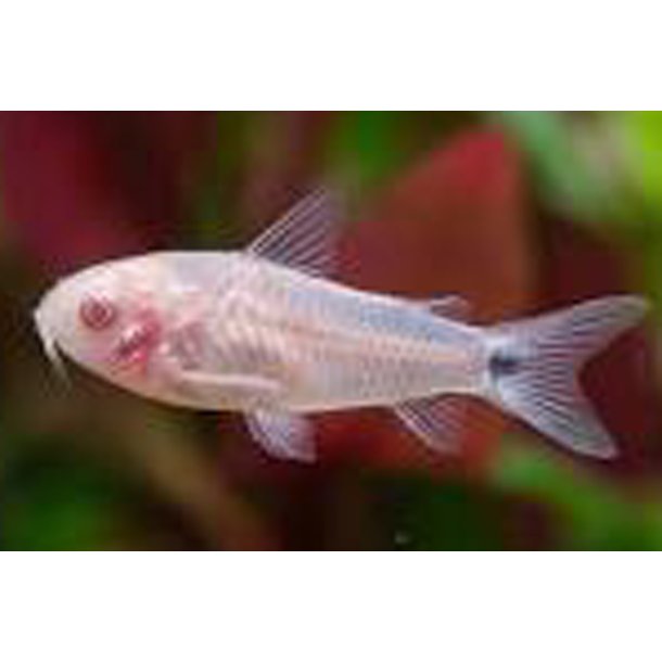 Gastrodermus pygmaeus Dv�rg pansermalle albino
