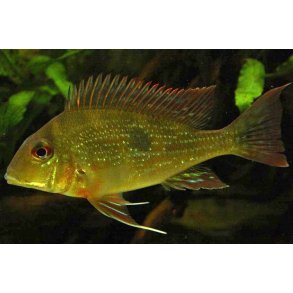 Geophagus dicozoster vildfanget