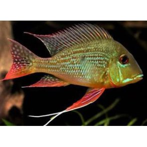 Geophagus surinamensis VF