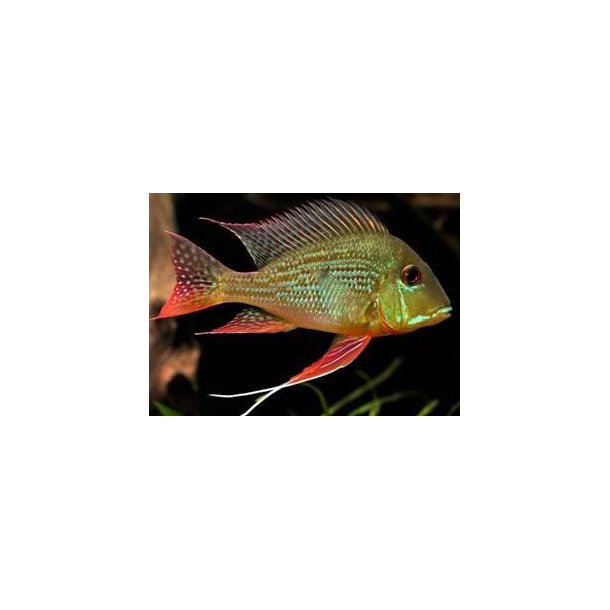 Geophagus surinamensis VF