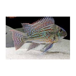 Geophagus sveni