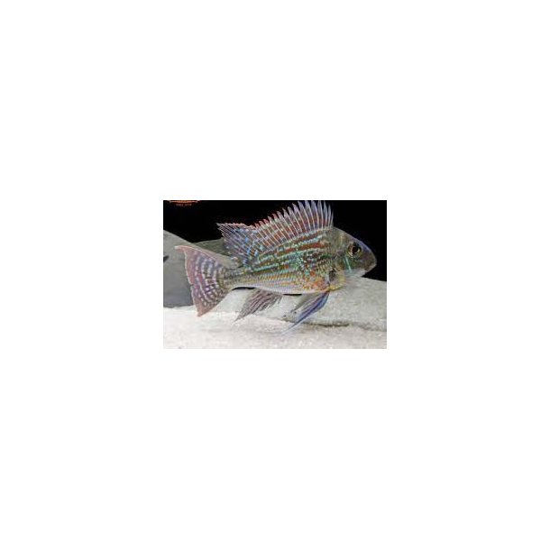 Geophagus sveni