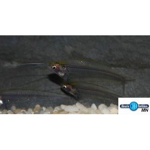 Kryptopterus vitreolus - Glasmalle