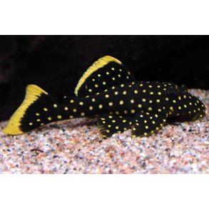L018 - Baryancistrus xanthellus Golden nugget