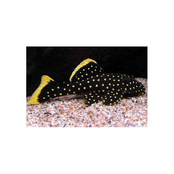 L018 - Baryancistrus xanthellus Golden nugget