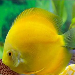Symphysodon spec. Yellow golden diamond 8 cm.