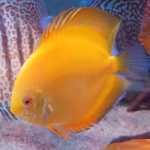 Symphosodon spec. Golden 10 cm.