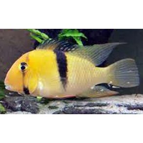 Guianacara owroewefi