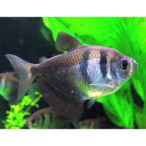 Gymnocorymbus ternetzi - Sort tetra