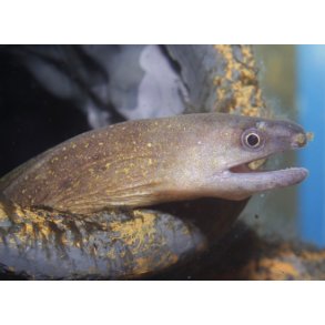 Gymnothorax tile Ferskvands mur�ne