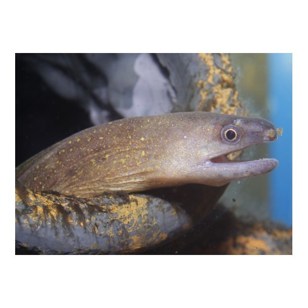 Gymnothorax tile Ferskvands mur�ne