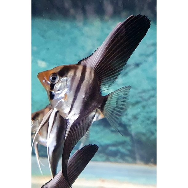 Pterophyllum scalare Half black
