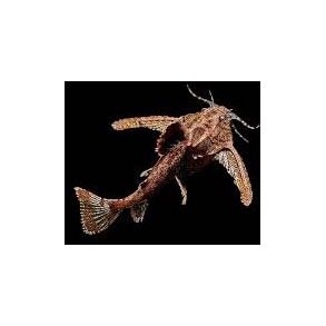 Hara jerdoni Dvrg ankermalle