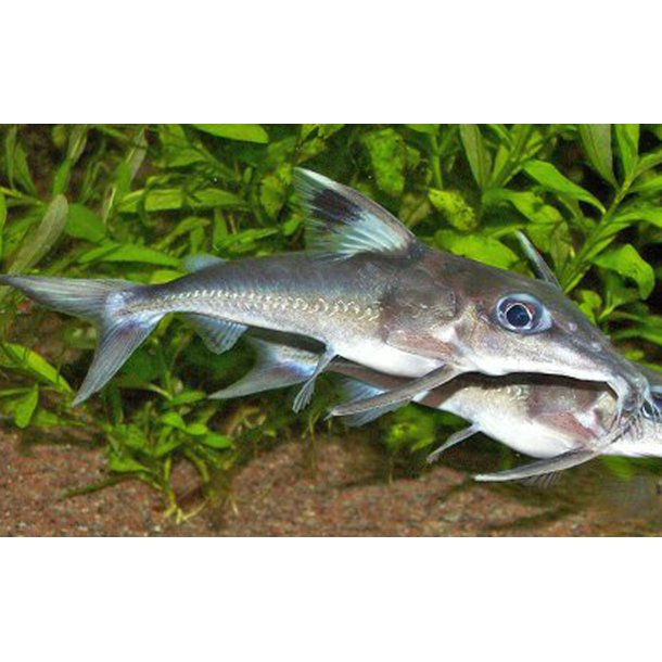 Hassar sp. orestis Mussemalle