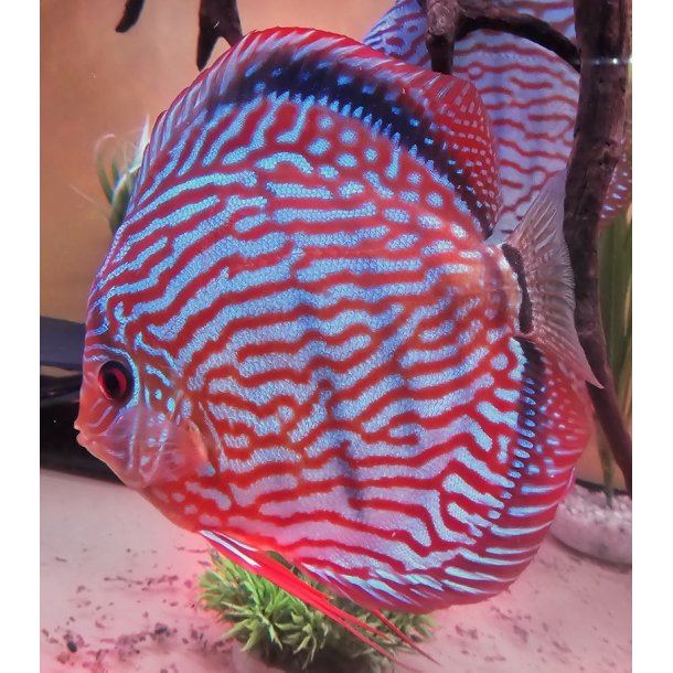 Symphysodon spec. Discusfisk Heckel cross 9-10 cm.