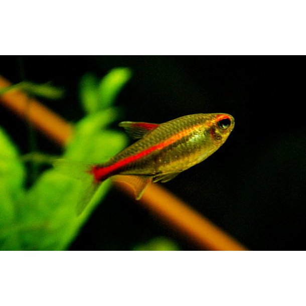 Hemigrammus erythrozonus. Gldelys tetra