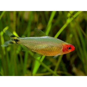 Hemigrammus rhodostomus. Rdnse