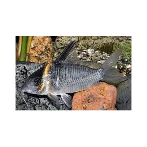 Hoplisoma colossus CW45