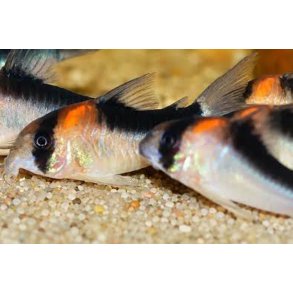 Hoplisoma duplicareus