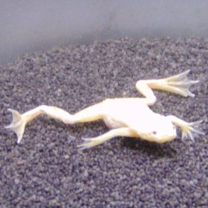 Hymenochirus boettgeri Dv�rg sporefr� Gold