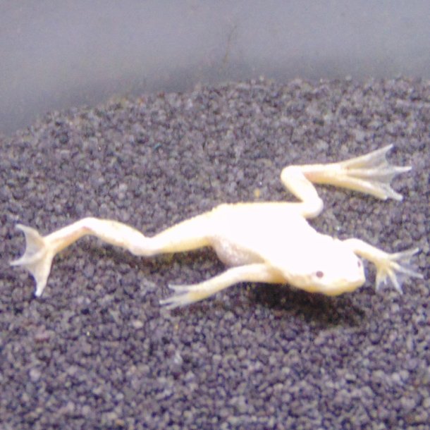 Hymenochirus boettgeri Dv�rg sporefr� Gold