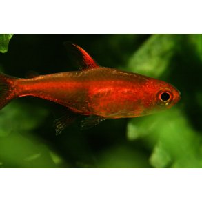 Hyphessobrycon amandae