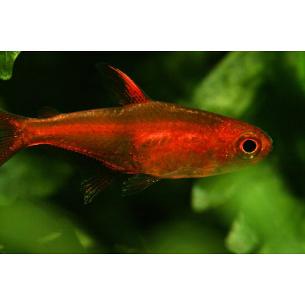 Hyphessobrycon amandae