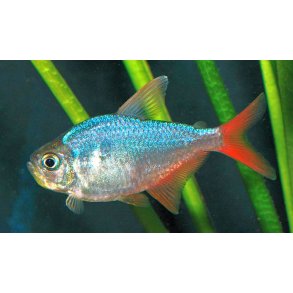 Hyphessobrycon colombianus