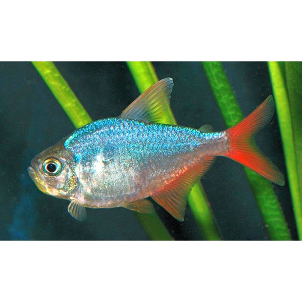 Hyphessobrycon colombianus