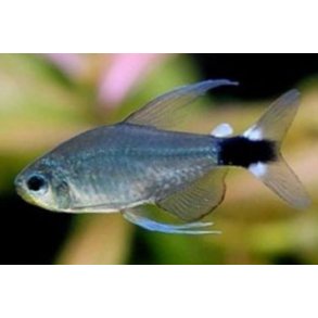 Hyphessobrycon elachys Kitty tetra