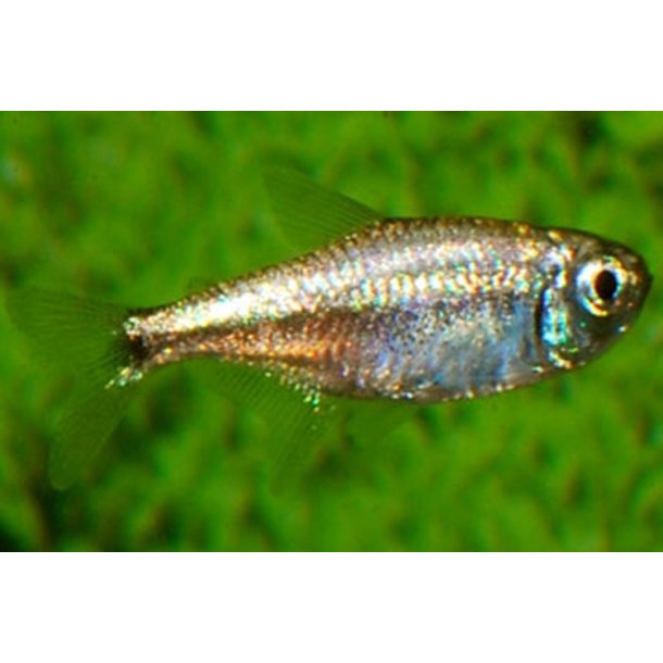 Hyphessobrycon eos  Guldtetra.