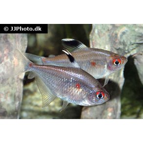 Hyphessobrycon erythrostigma Bl�dende hjerte