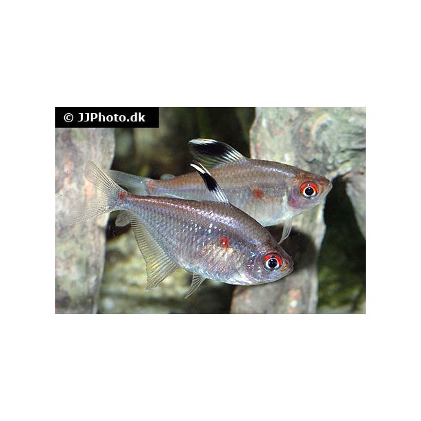 Hyphessobrycon erythrostigma Bl�dende hjerte
